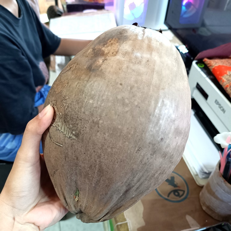 

KELAPA TUA LANGSUNG DARI KEBUN HARGA 1 BUTIR BUAH UTUH supermanjogja superman jogja