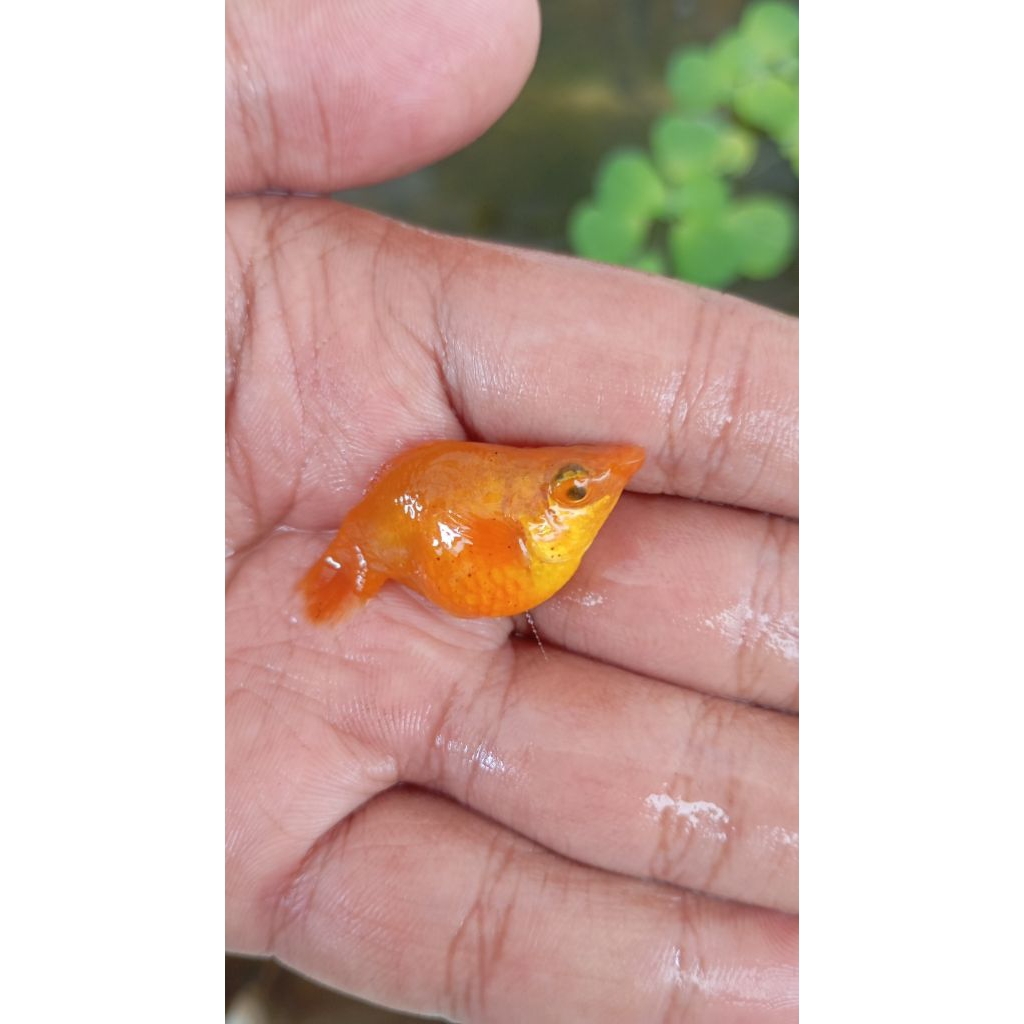 

ikan moly