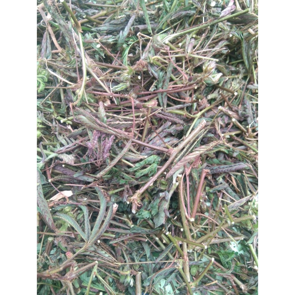 

Daun mamosa/Putri malu kering 250 gram