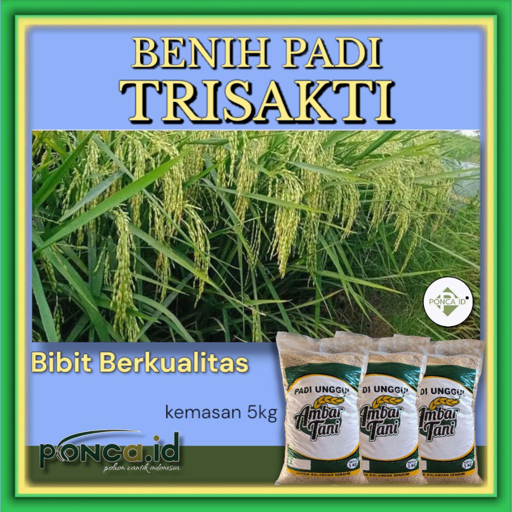 BENIH PADI TRISAKTI BIBIT UNGGUL 5KG