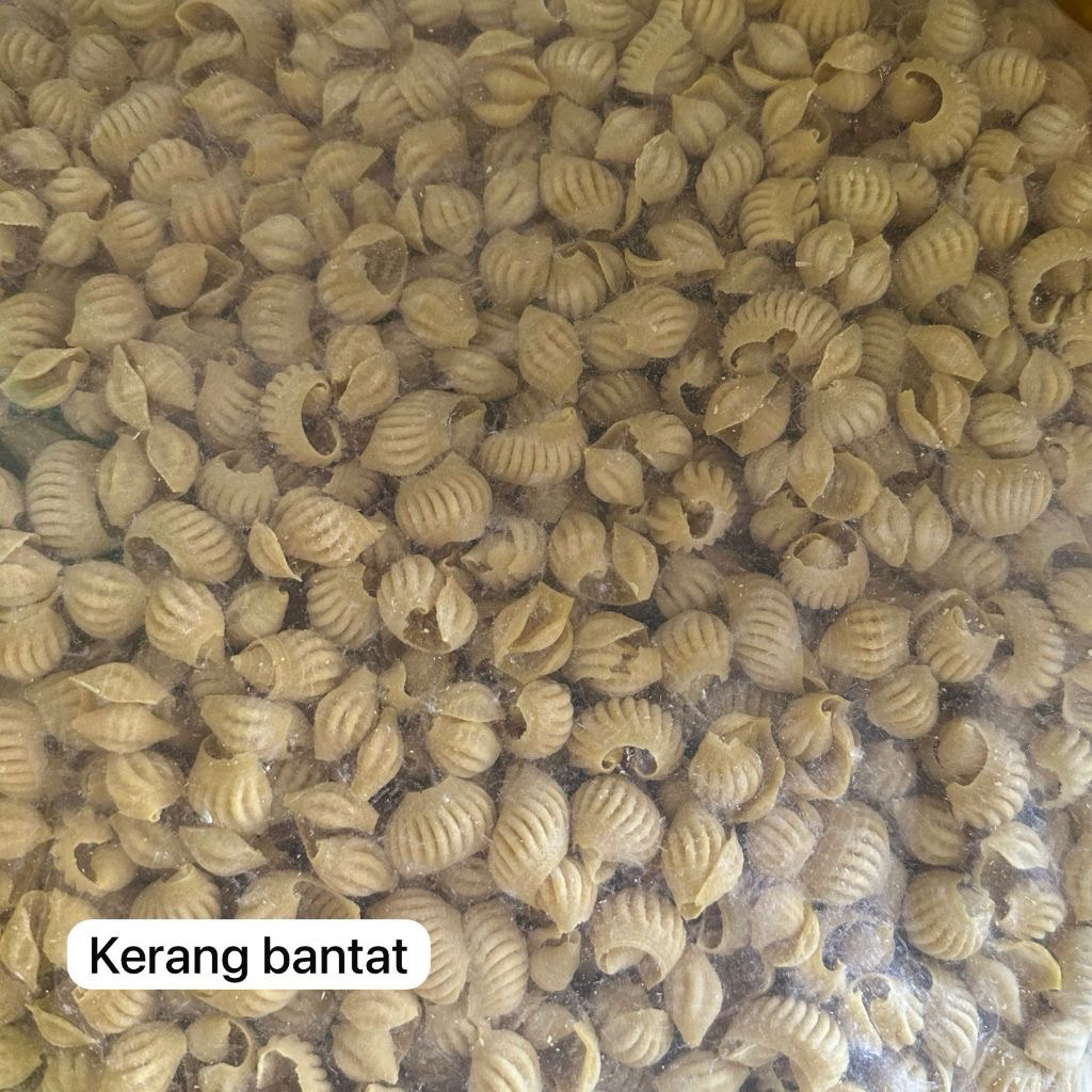 

Makaroni Kerang Bantat 500 Kerupuk Seblak gr 1kg [mentah]