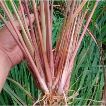 

SEREH WANGI SEGAR 1 KG FRESH AMBIL LANGSUNG DARI KEBUN