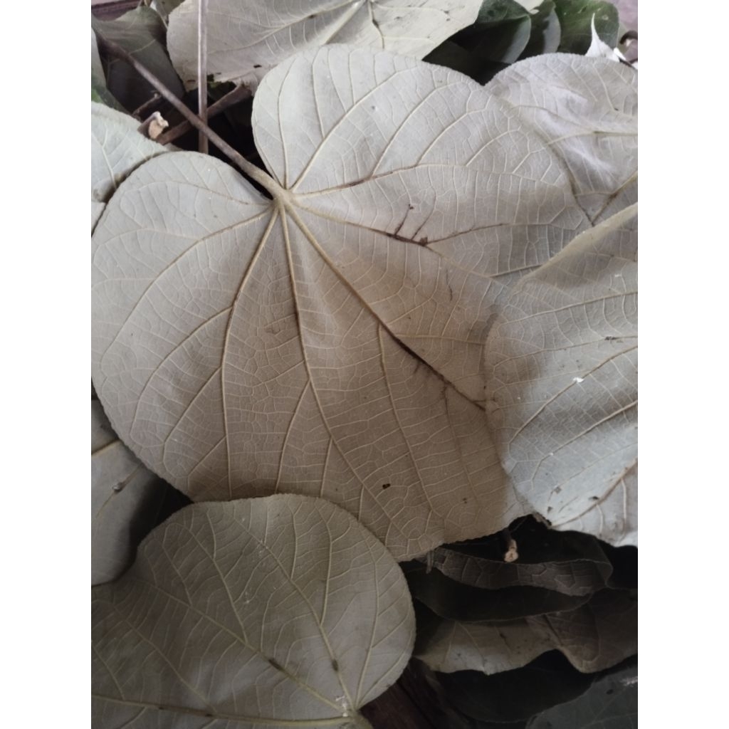 

daun waru fresh dan lebar isi 50 lembar BONUS 5 lembar