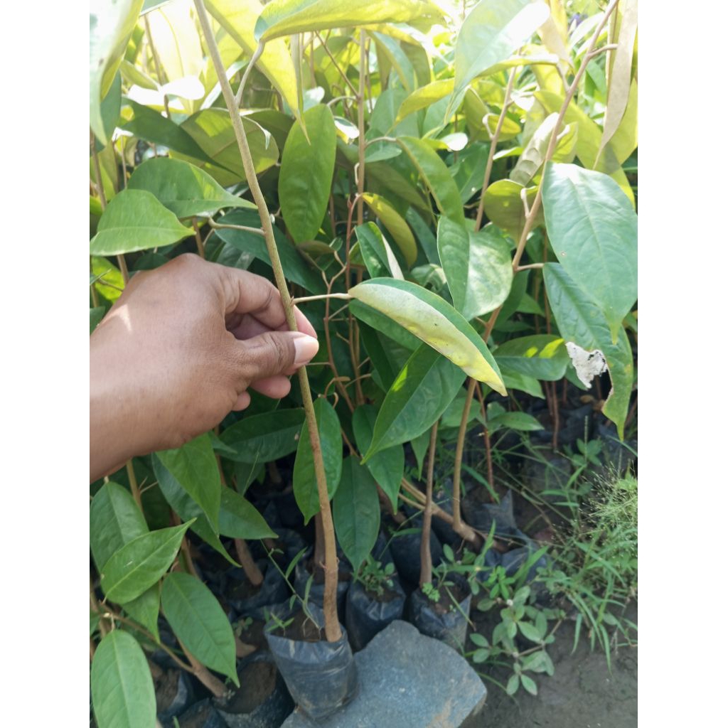 

duren musangking / bawur