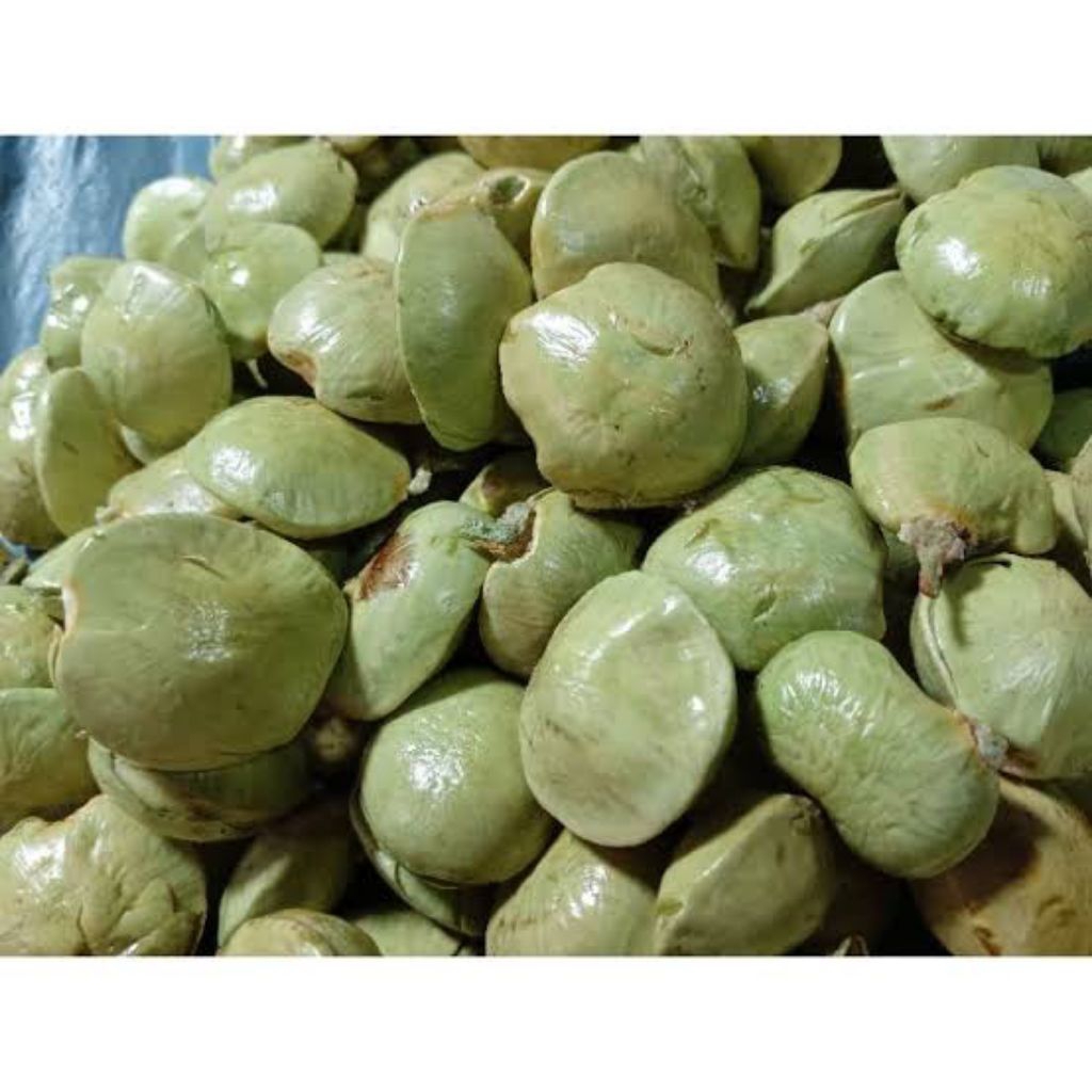 

jengkol muda untuk lalap 250gram