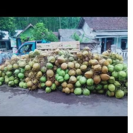 

kelapa muda super langsung petik pohon