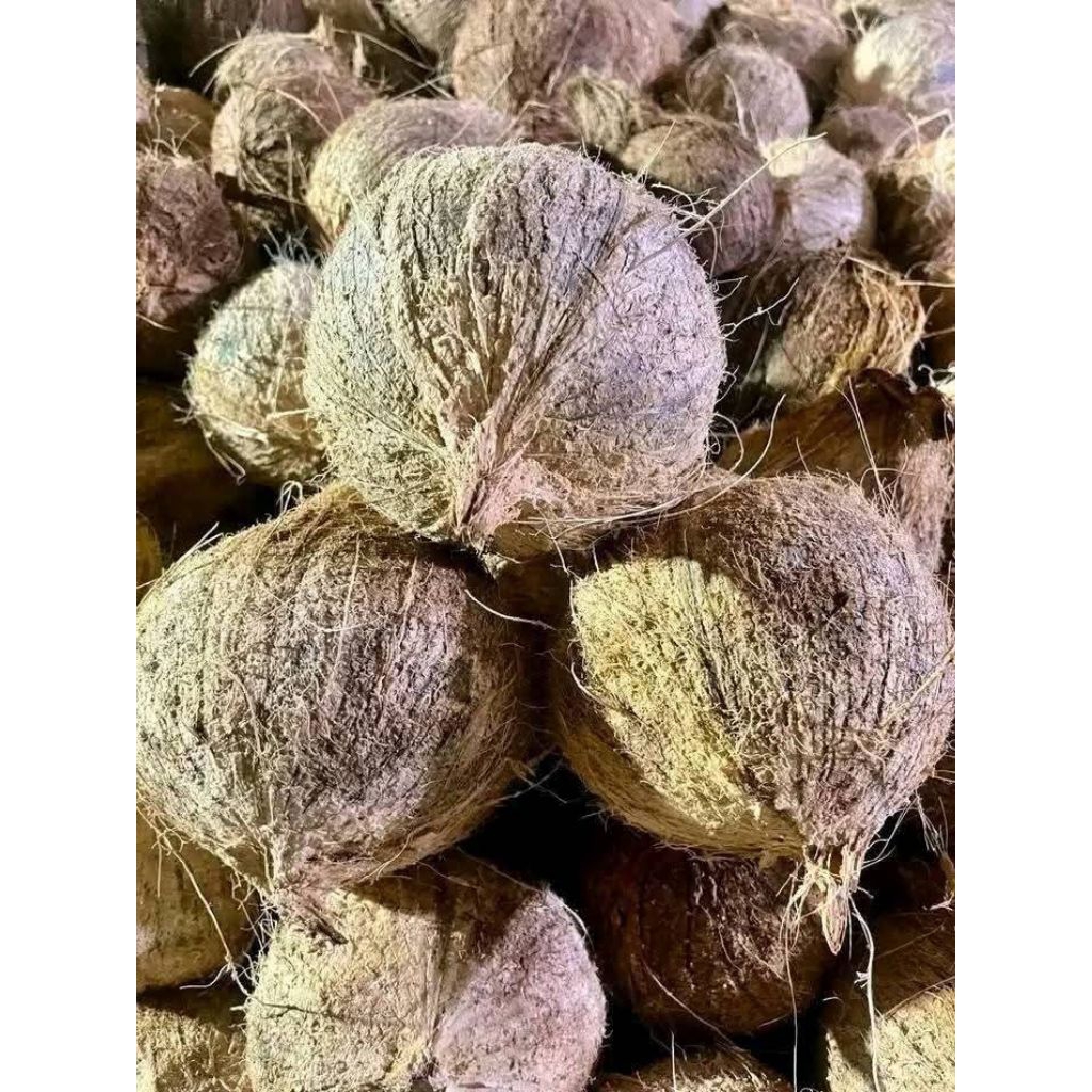 

kelapa tua bisa langsung bikin santan dan lain-lain sudah dikupas