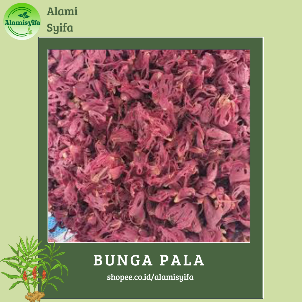 

Bunga Pala Kembang Pala Fuli Sempra Kering 100 gram Rempah Nusantara Premium Quality