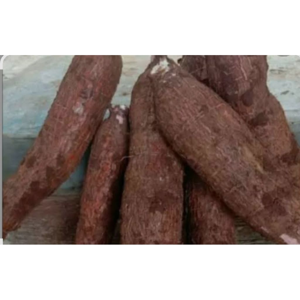 

singkong mentah fress pulen baru di cabut 1kg