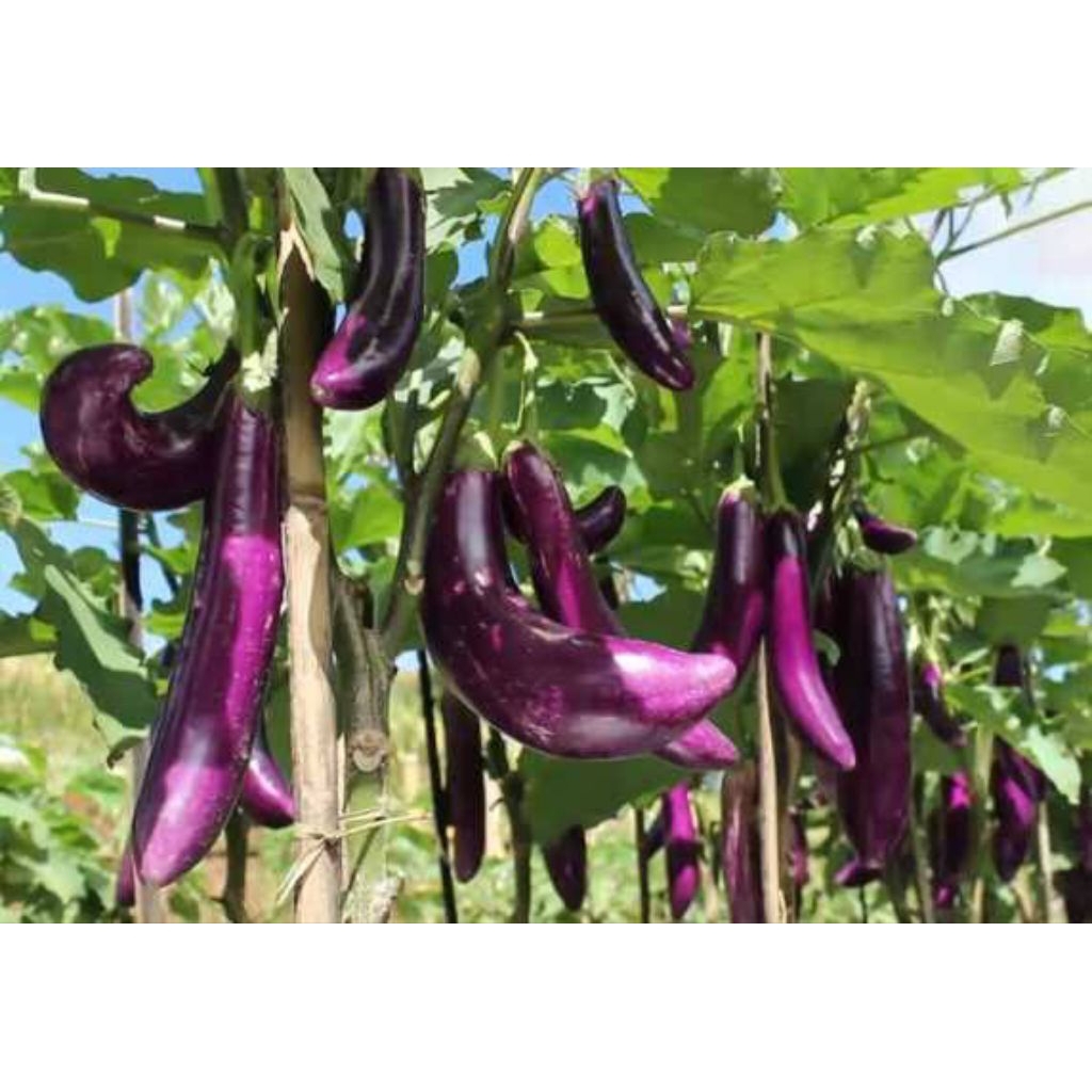 20 biji benih / bibit terong ungu panjang repack bibit terung repacking benih medan kualitas unggul