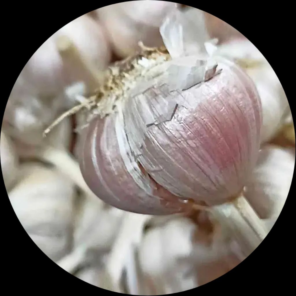 

Bawang Putih Kating Bonggol AROMA Terjaga 500gr