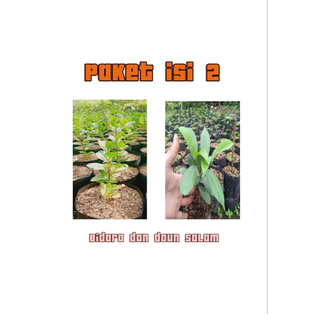 

1 PAKET BIDARA ARAB DAN DAUN SALAM