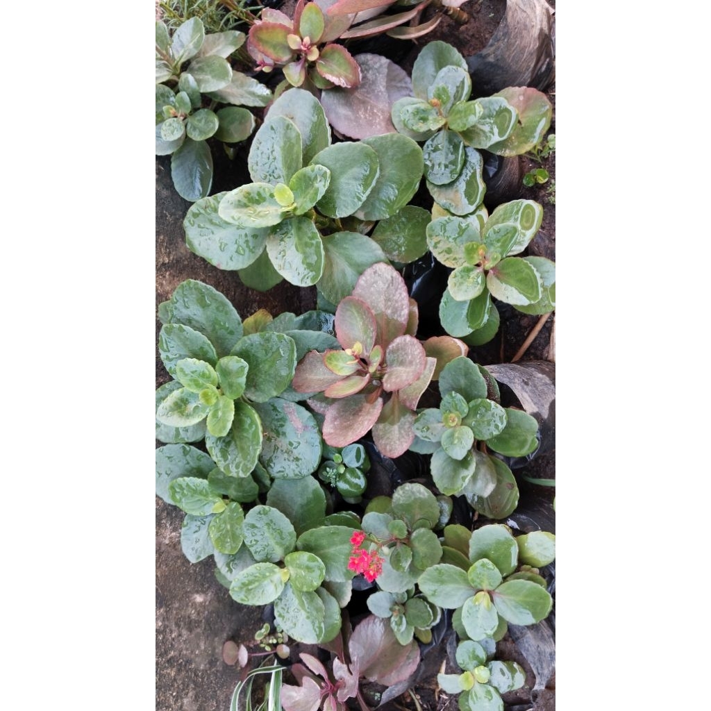 Cocor bebek/tanaman cocor bebek/cocor bebek berbunga/cocor bebek siap tanam