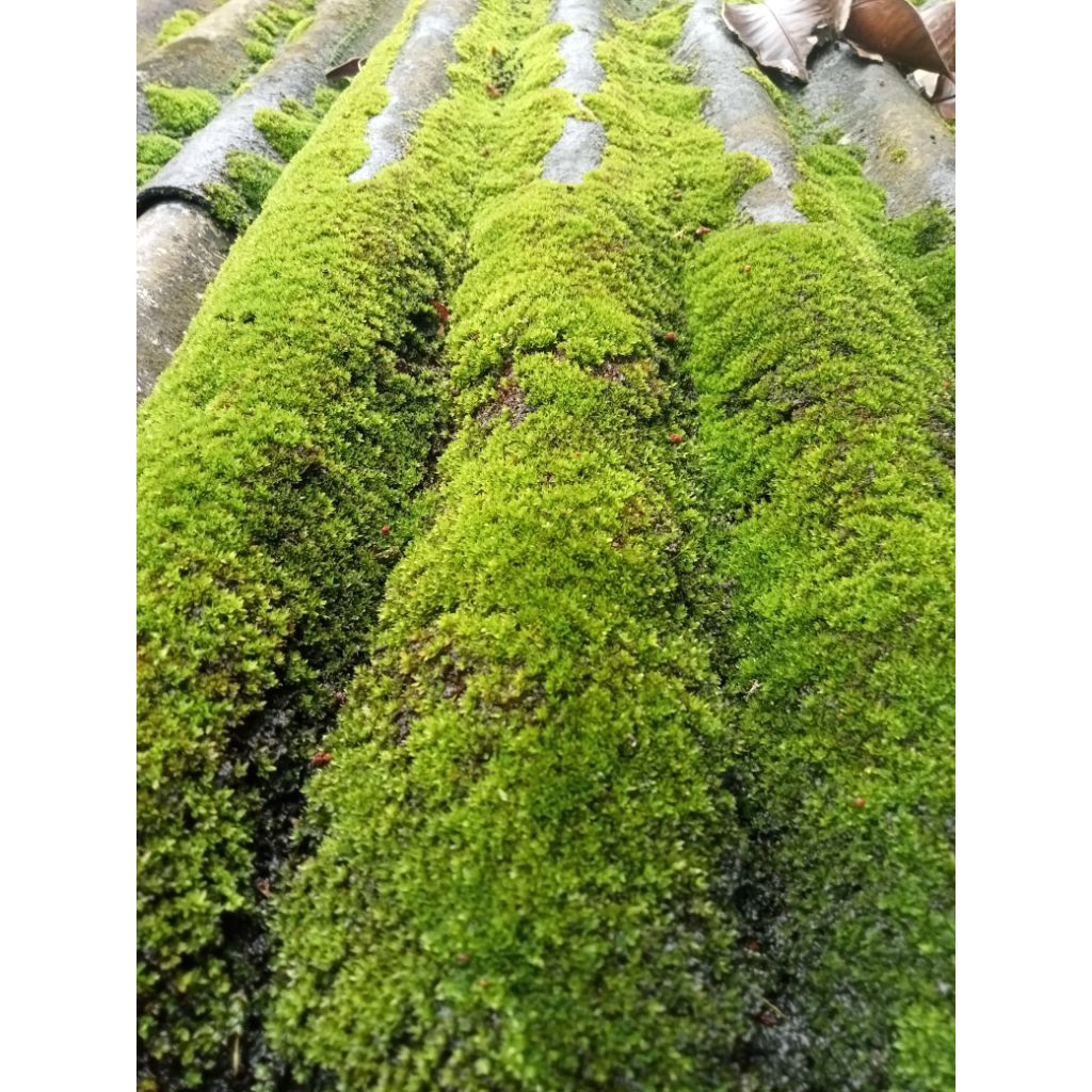Lumut Liar/ Lumut Bonsai Fresh Lumut Hidup 200 gr