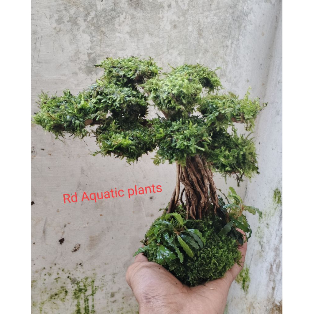 Bonsay_senggani_buce_Aquascape