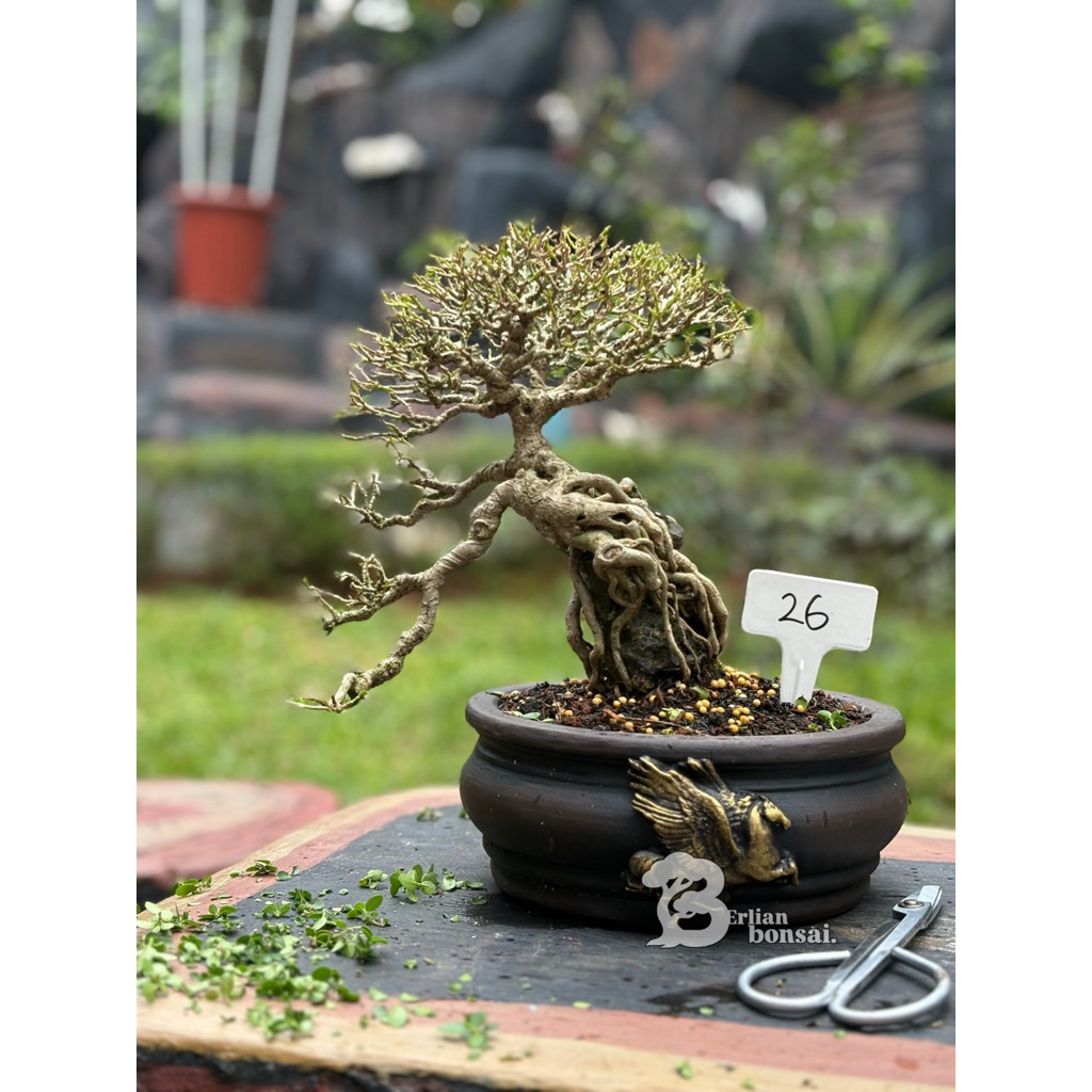 Bonsai pohon sancang