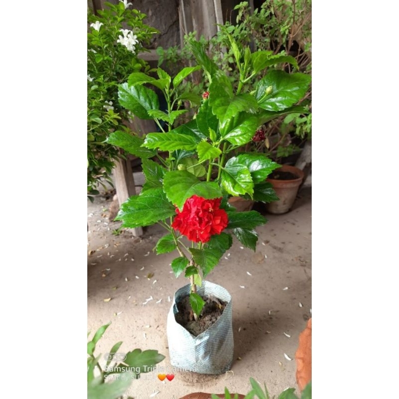 Kembang sepatu bunga merah - Pohon kembang sepatu