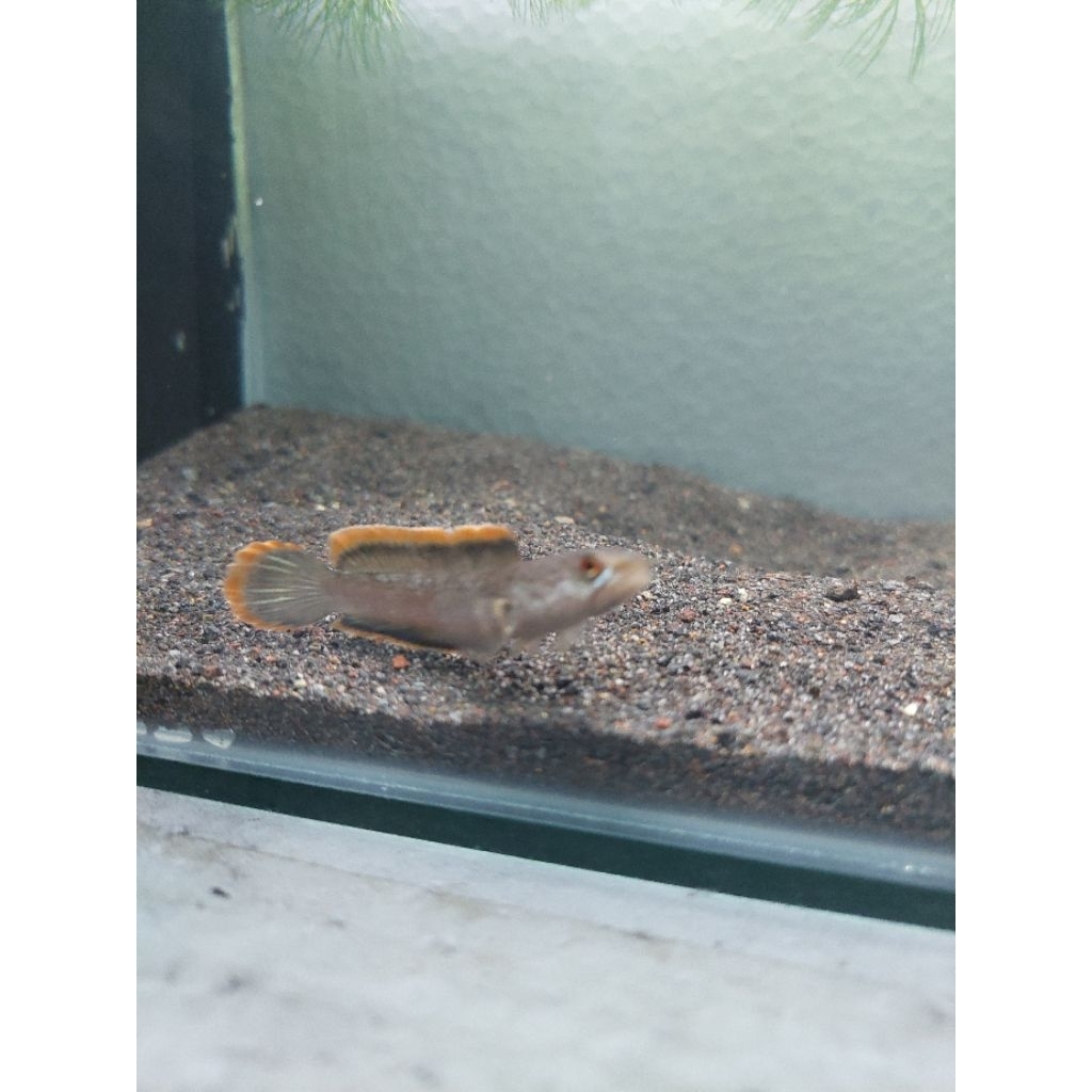 Limbata CB Lawu uk 3-5cm rim tebal