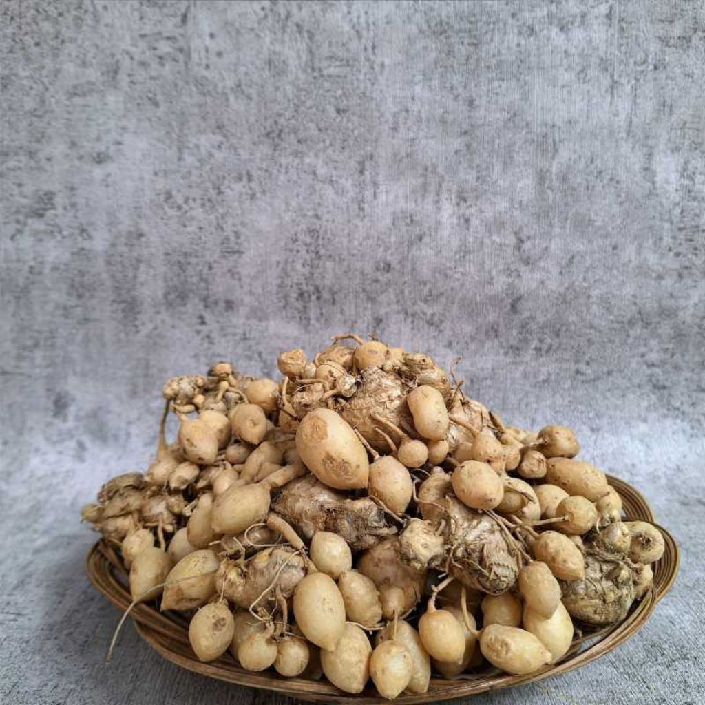 

KUNYIT / KUNIR PUTIH / KUNIR GOMBYOK FRESH UNTUK HERBAL
