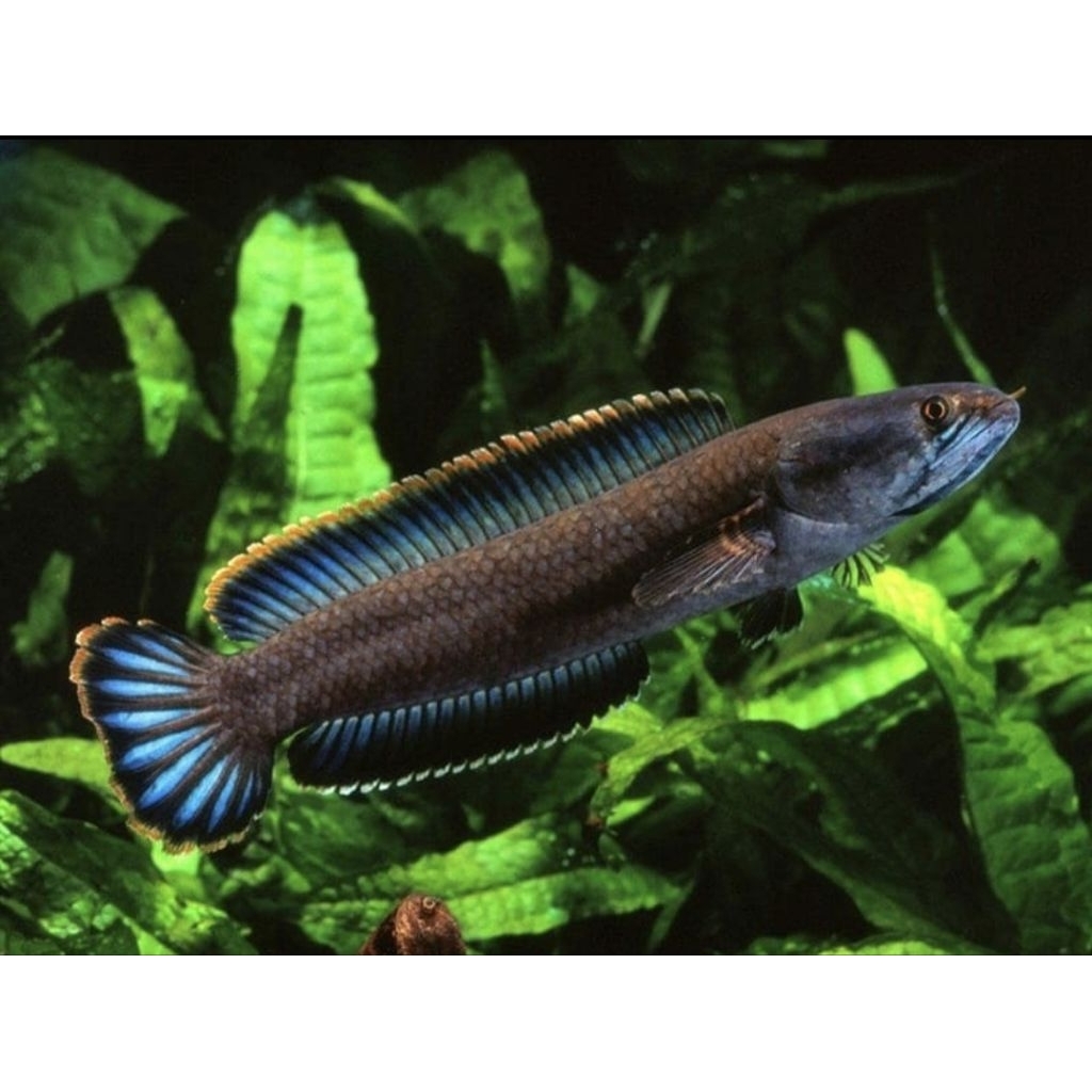 

STICKER BABY BLUE BENGAL 3-4 CM