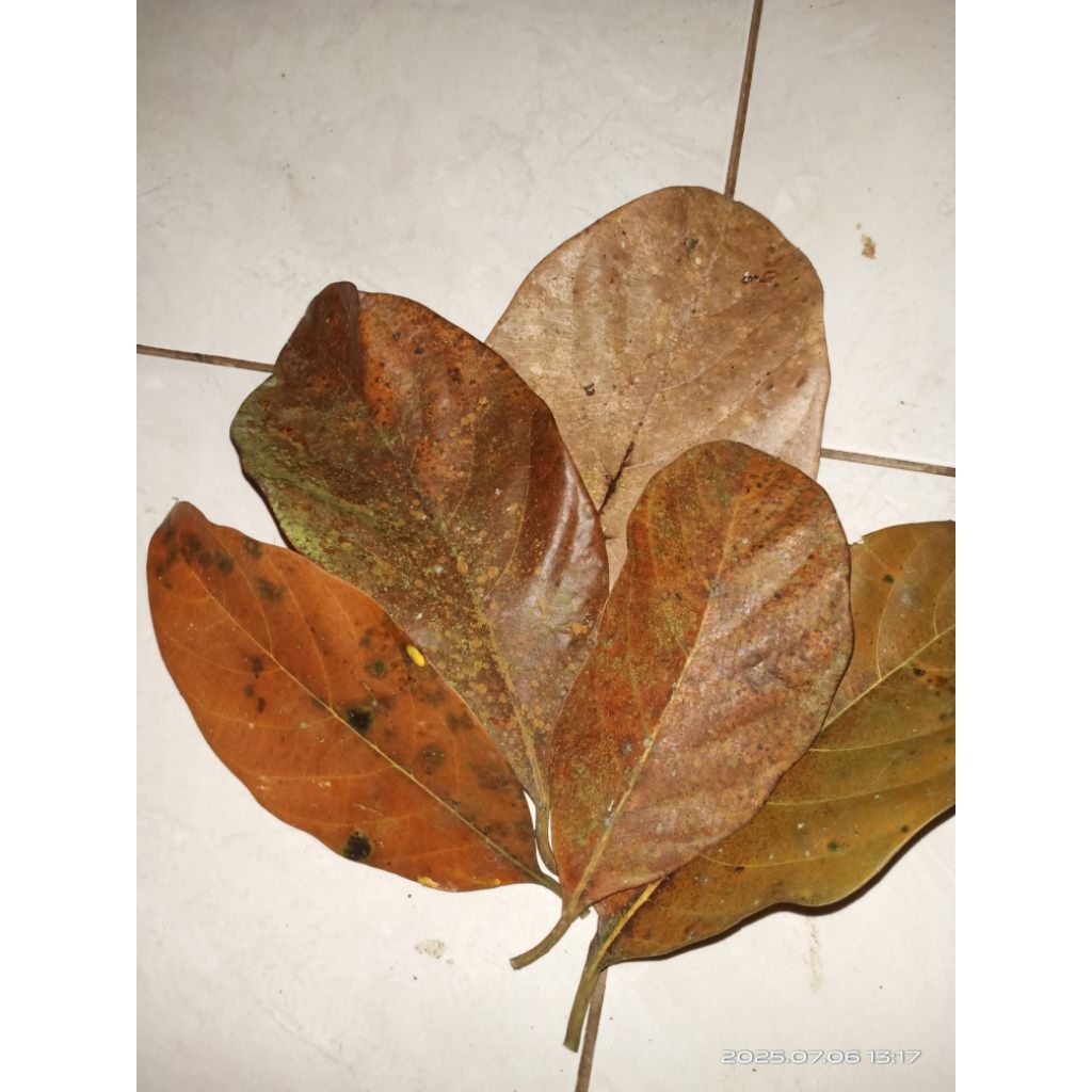 

daun nangka kering perlembar