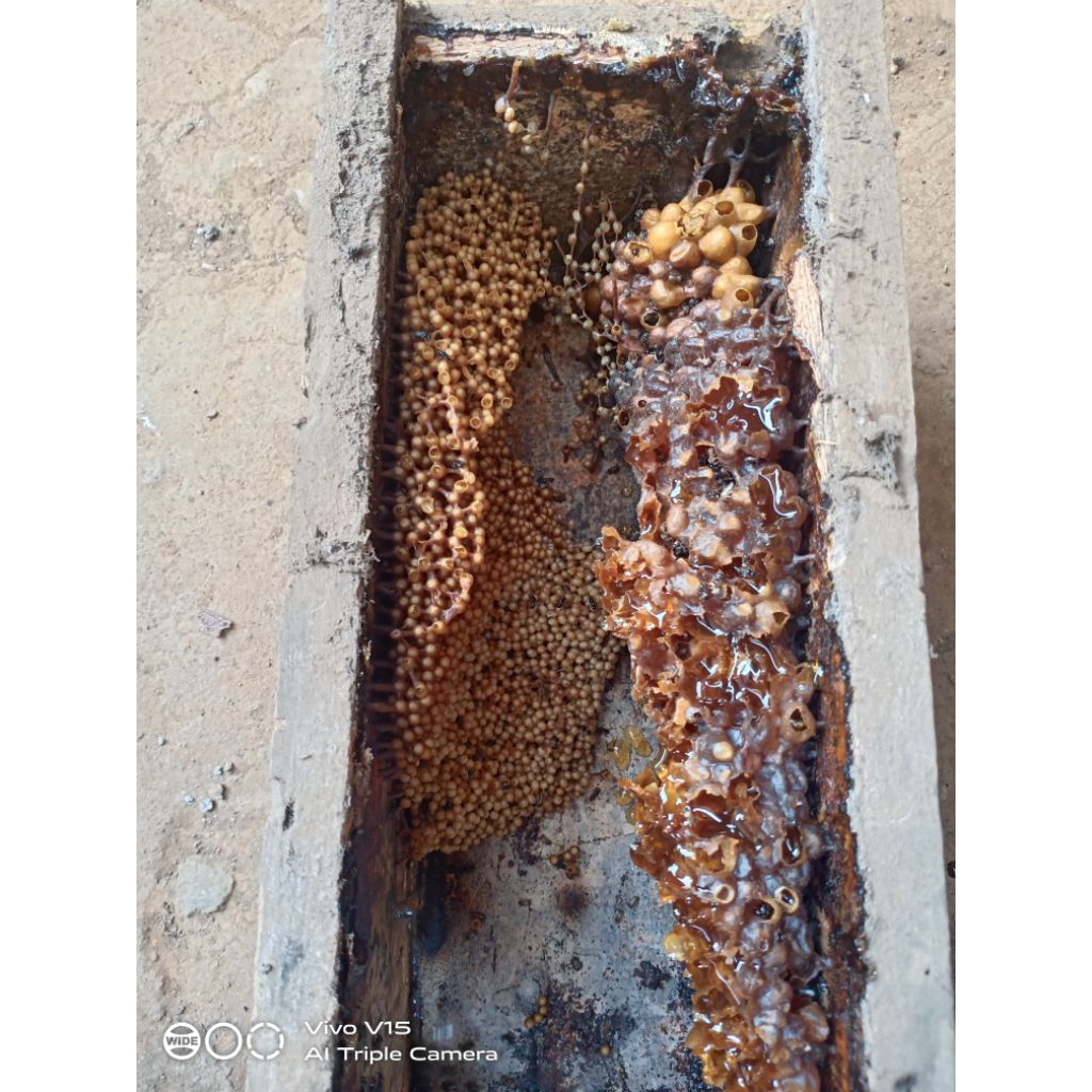 

madu trigona /kele kele /kelanceng 500 ml
