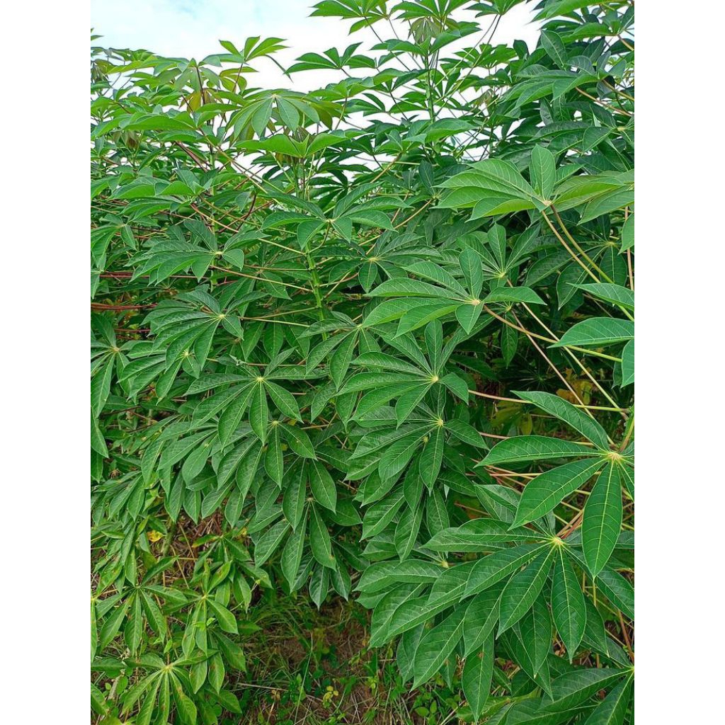 

Daun Singkong Segar Di Petik Langsung dari Kebun