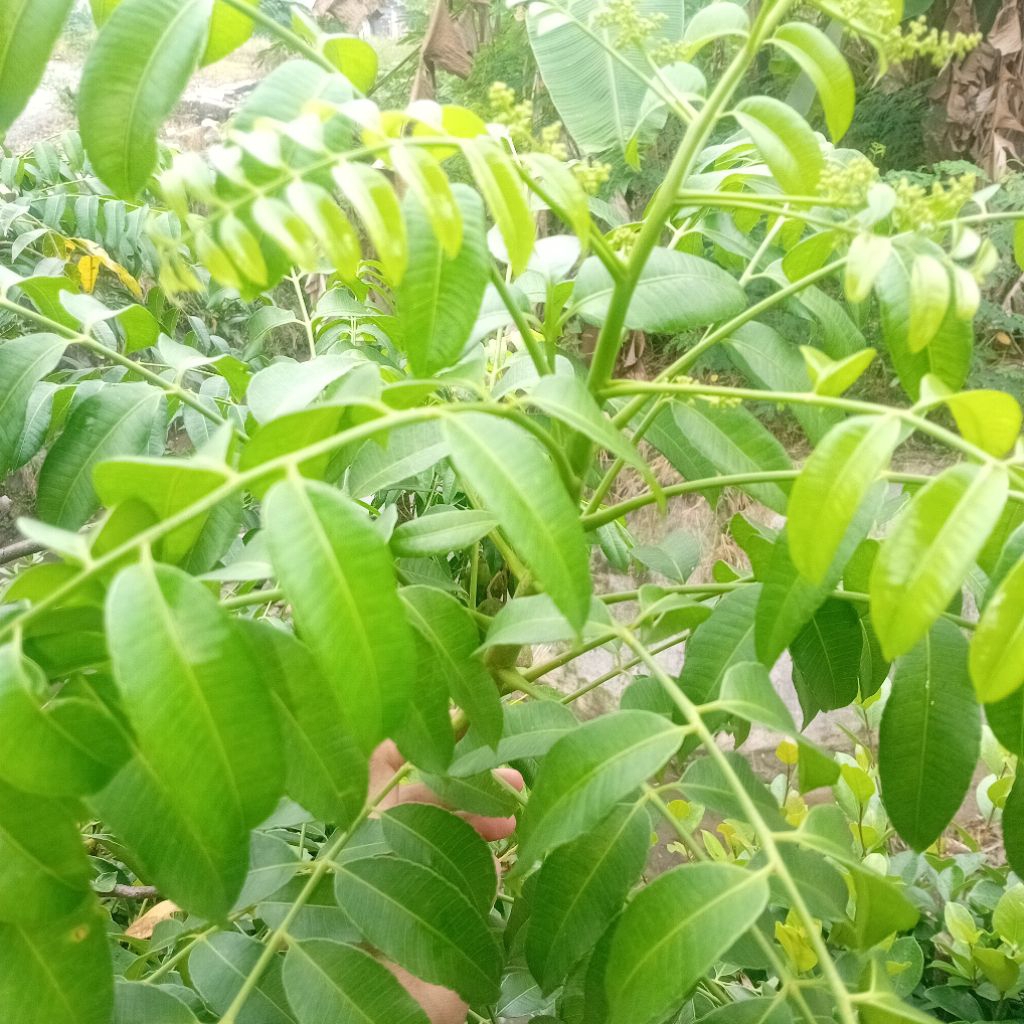 

Daun kedondong fresh, ada pesanan baru dipetik