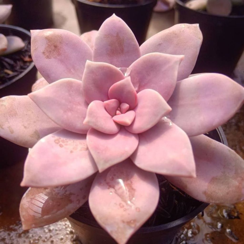 Sukulen Echeveria Superbum