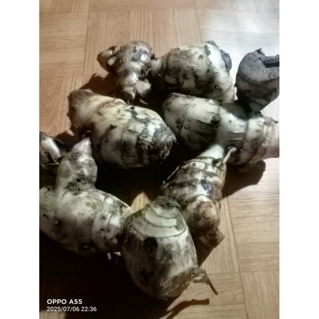 

umbi ganjol per 1kg