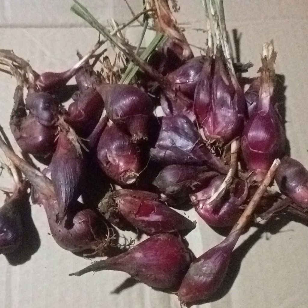 

bawang dayak segar per 1kg