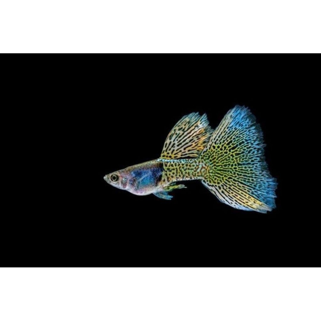 

stiker unik Guppy Metal Yellow Lace