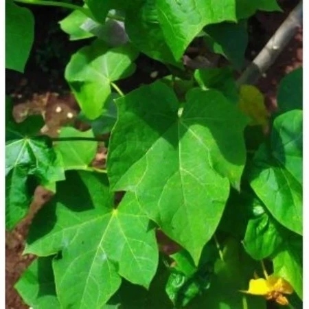 

daun cina herbal