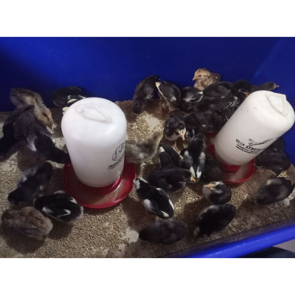 

Ayam Kampung - Bibit Ayam Kampung - Ayam Kampung Kecil - Ayam Kampung Siap Ternak