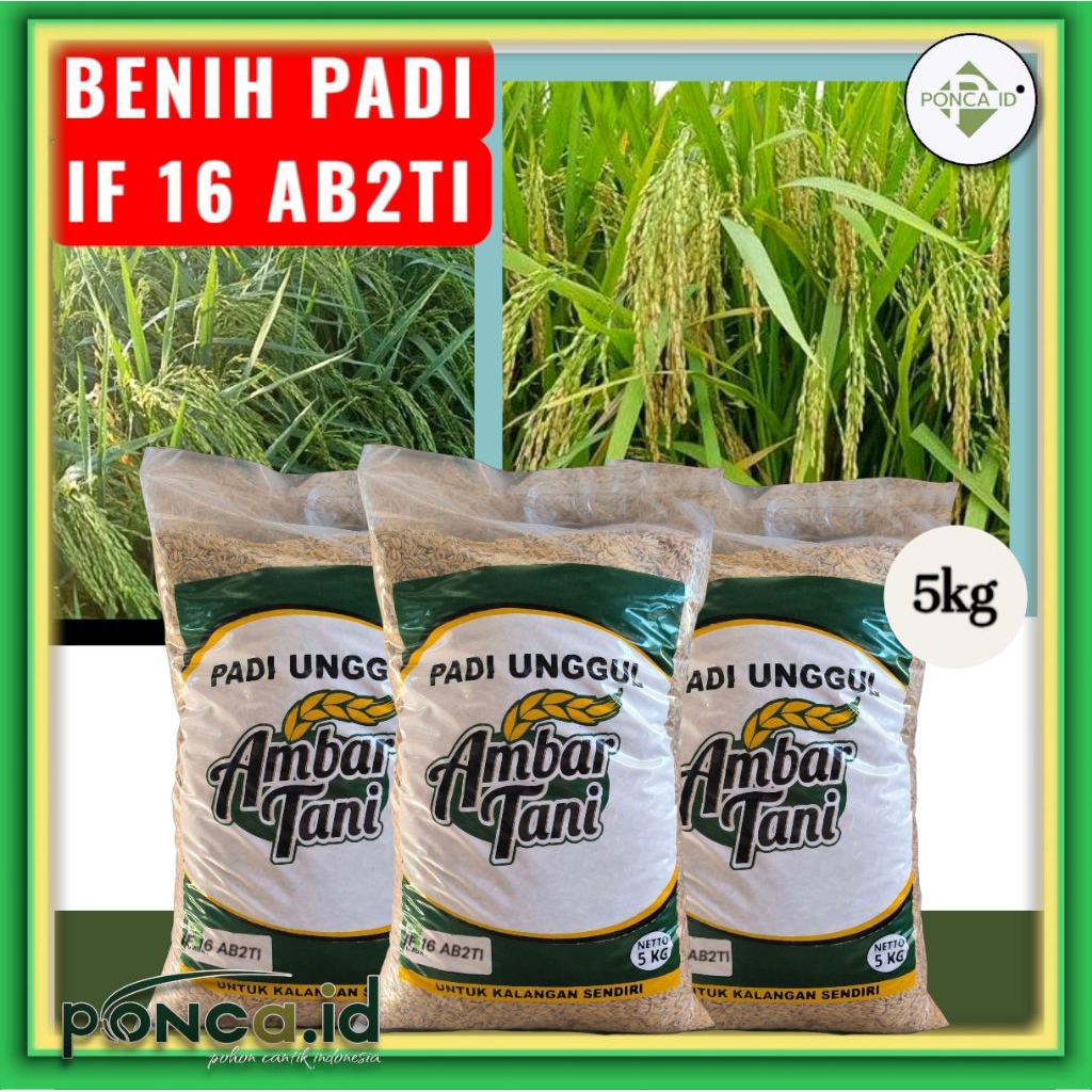 Benih Padi IF 16 AB12TI kemasan 5kg