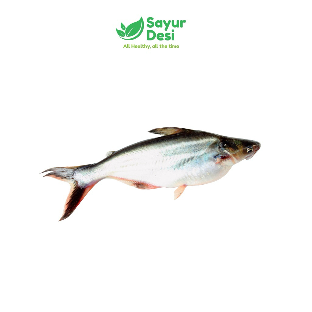 

Ikan Patin Utuh 500 Gram Sayur Desi