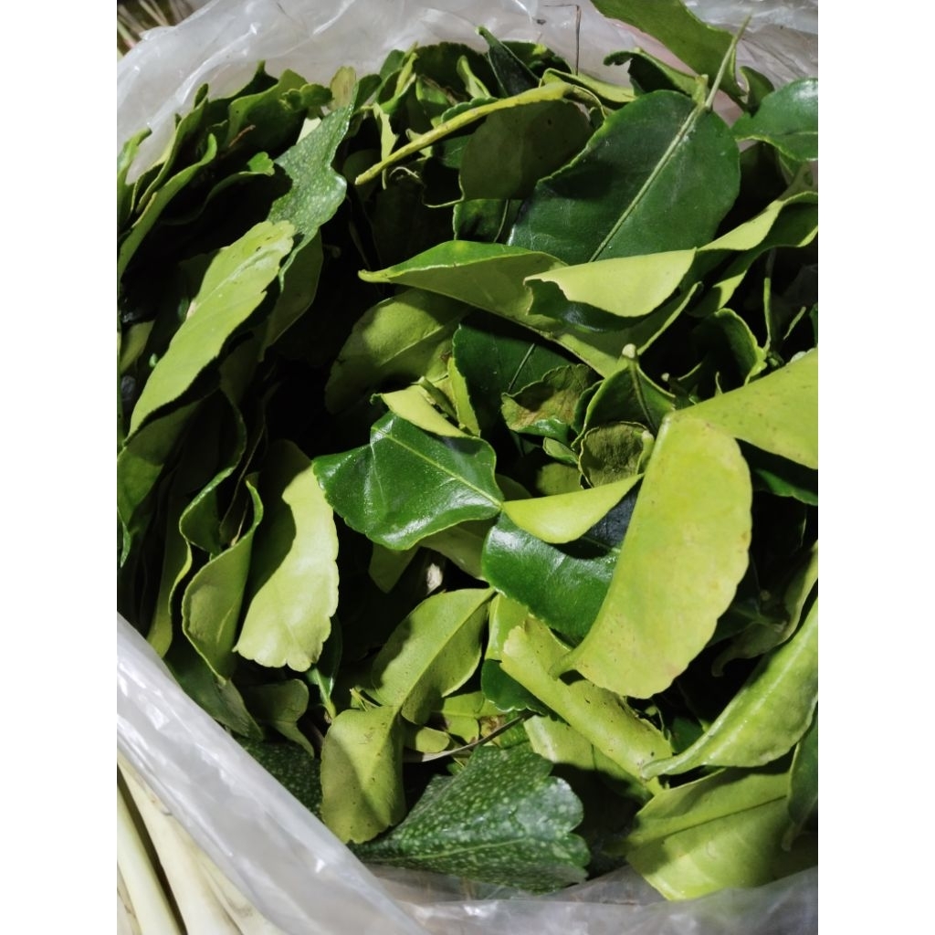 

500 gr-1 kg Daun jeruk purut fresh.