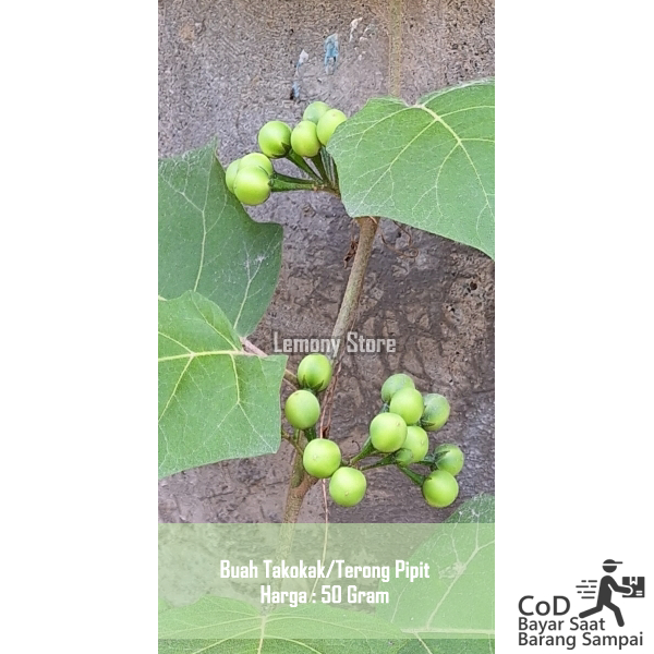 

Buah Takokak 50 Gram Cepokak Tekokak Solanum Bukan Leunca