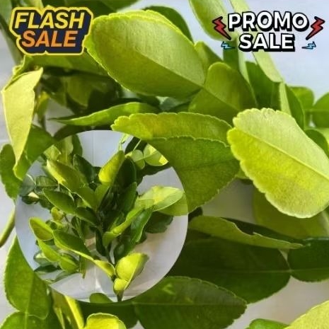 

daun jeruk untuk masak 100gram