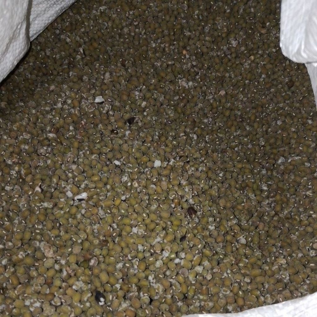 

Kacang hijau