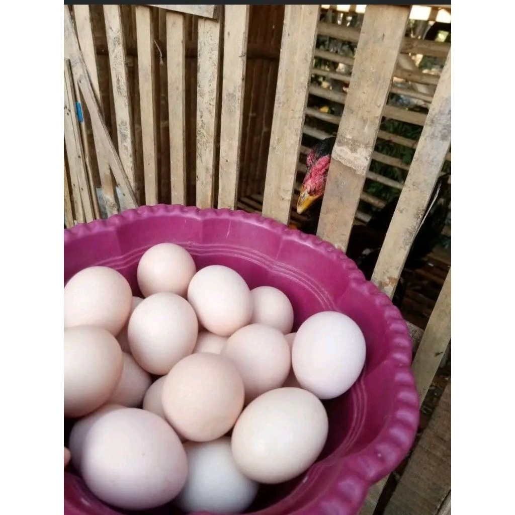 

Telur Ayam Kampung Asli ditetaskan / di konsumsi / jamu