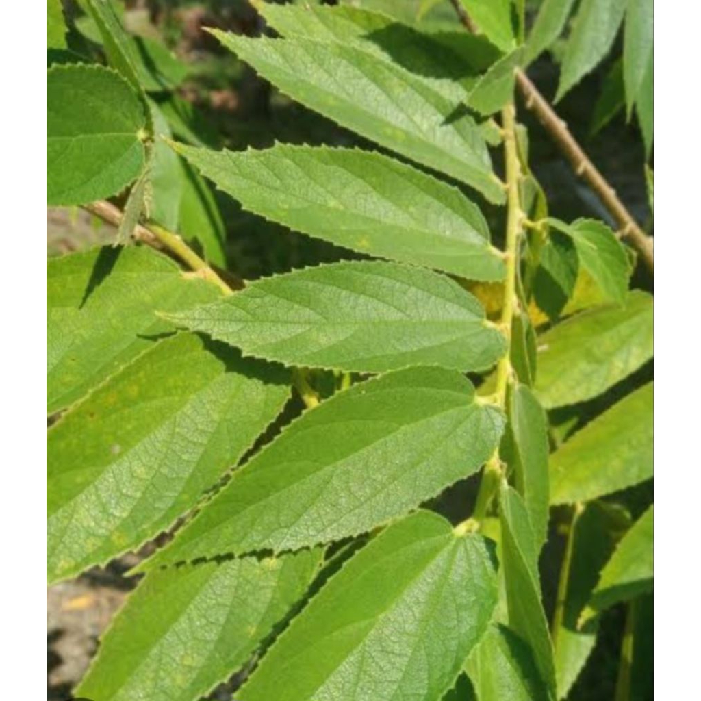 

Jual daunkersen segar petik langsung kuwalitas bagus 500 g