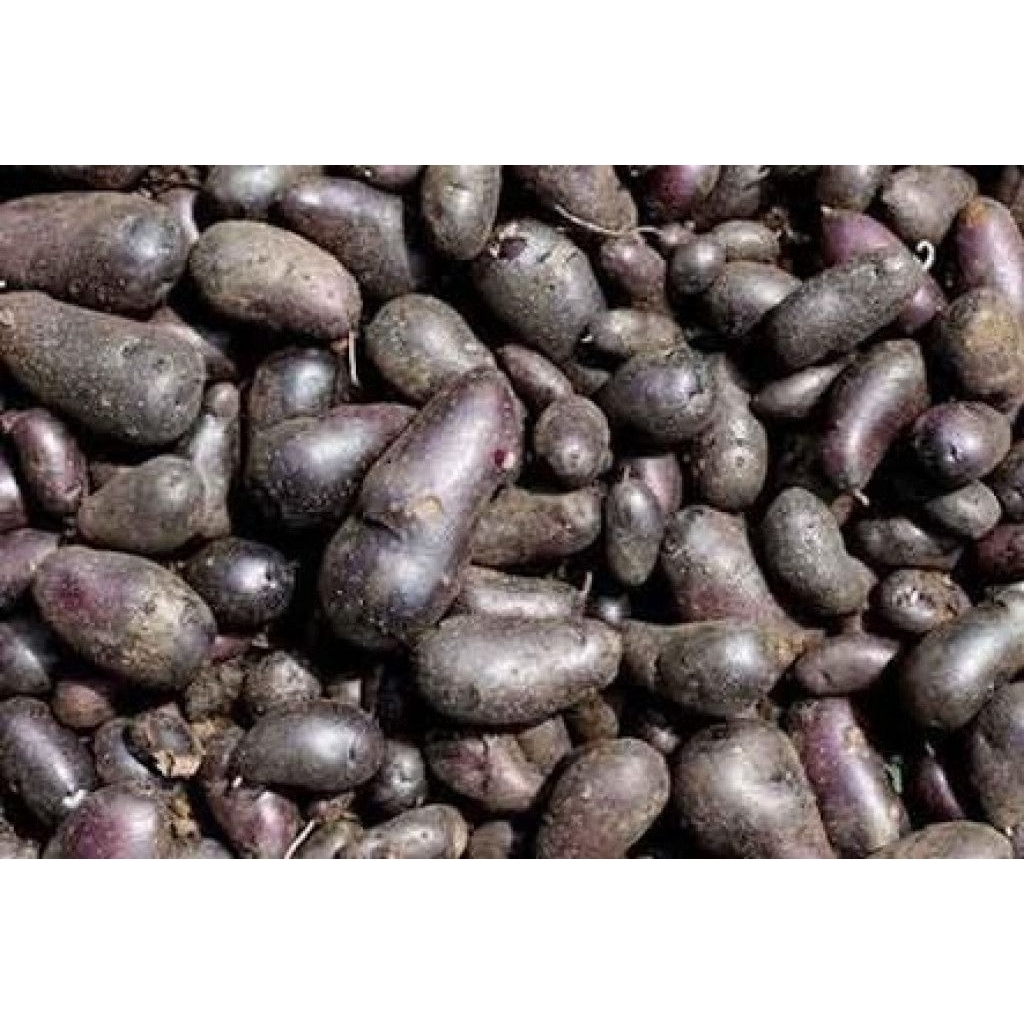 

Kentang hitam segar polo pendem