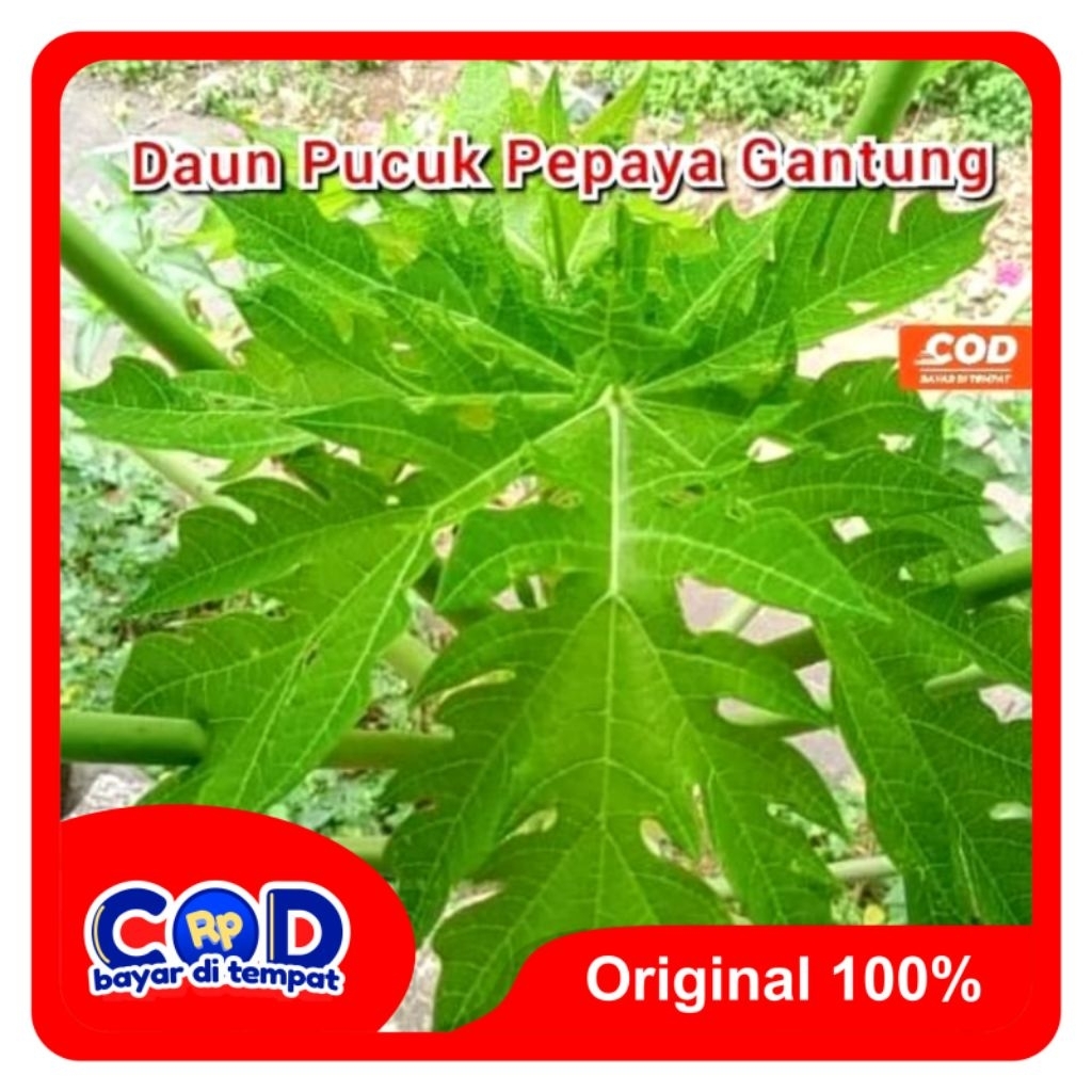 

[C O D] Daun Pucuk Pepaya Gantung Sayuran 250 Gram Untuk Masakan & Obat Tradisional