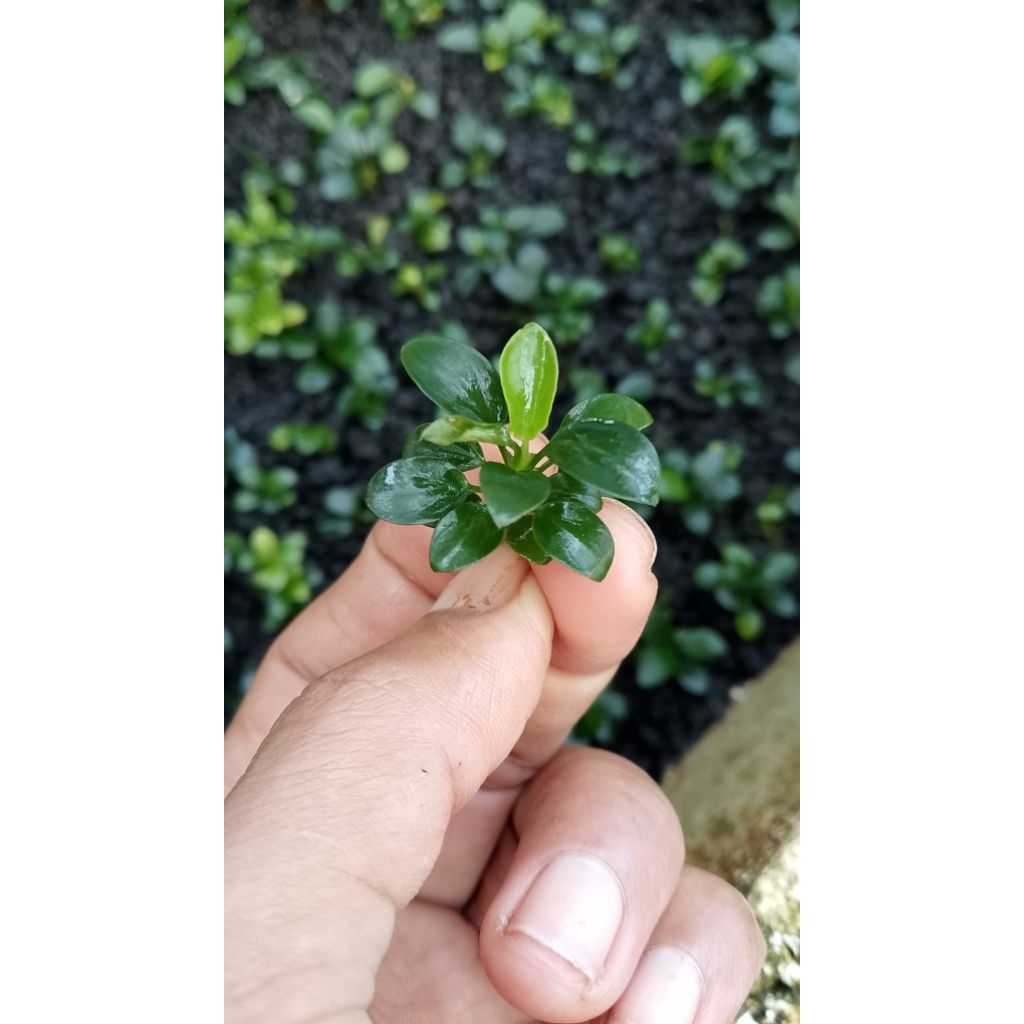 Anubias Petit