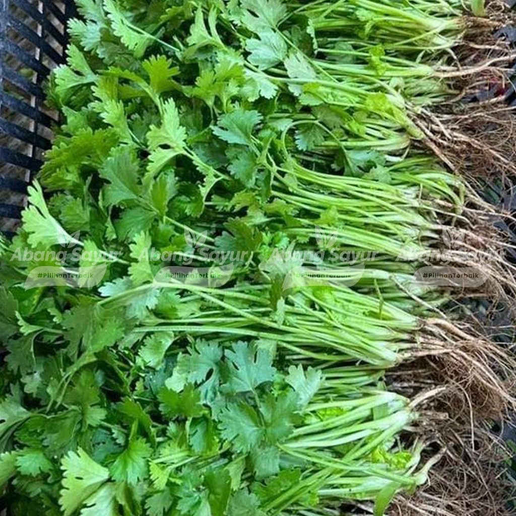

Daun Seledri Segar 250gr – Kirim Instant Bandung (Fresh Harian) - Pelengkap Sup, Baso dan Soto
