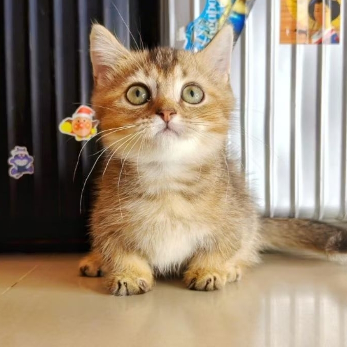 kucing bsh munchkin jantan golden / anak kucing lucu