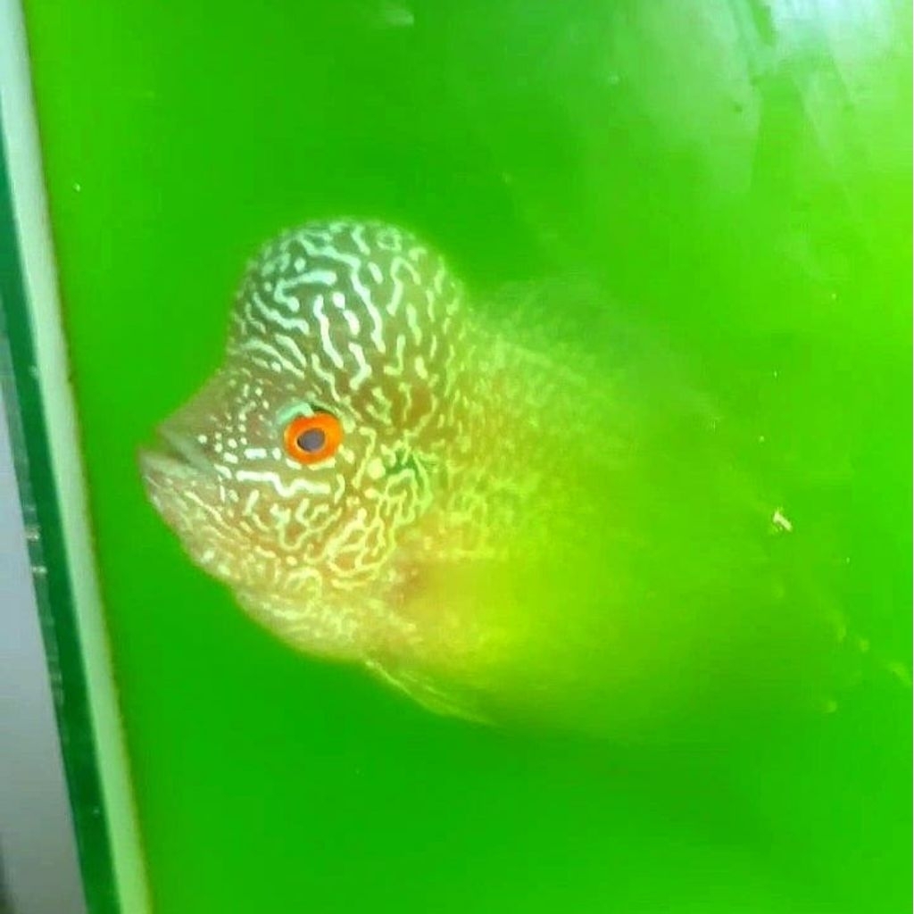 Louhan Cencu Full Mutiara