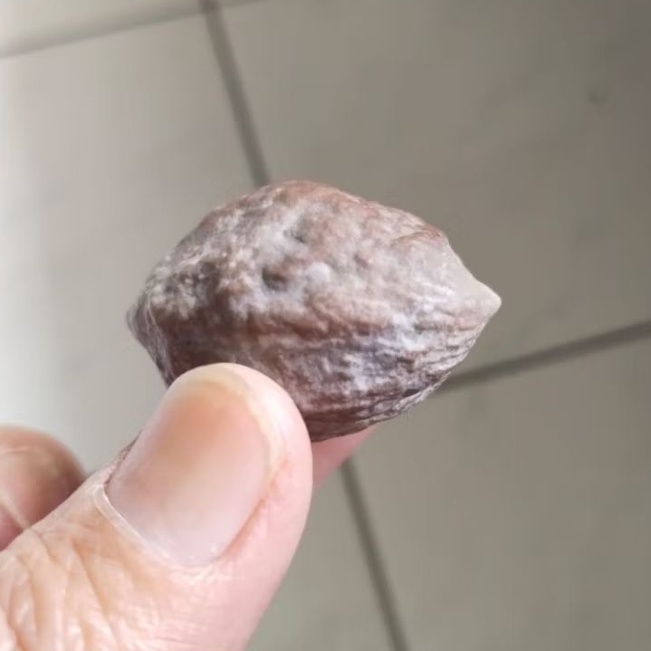 Kemiri Adu Muncang Adu Jayanti Si Poek Ori Full Tua