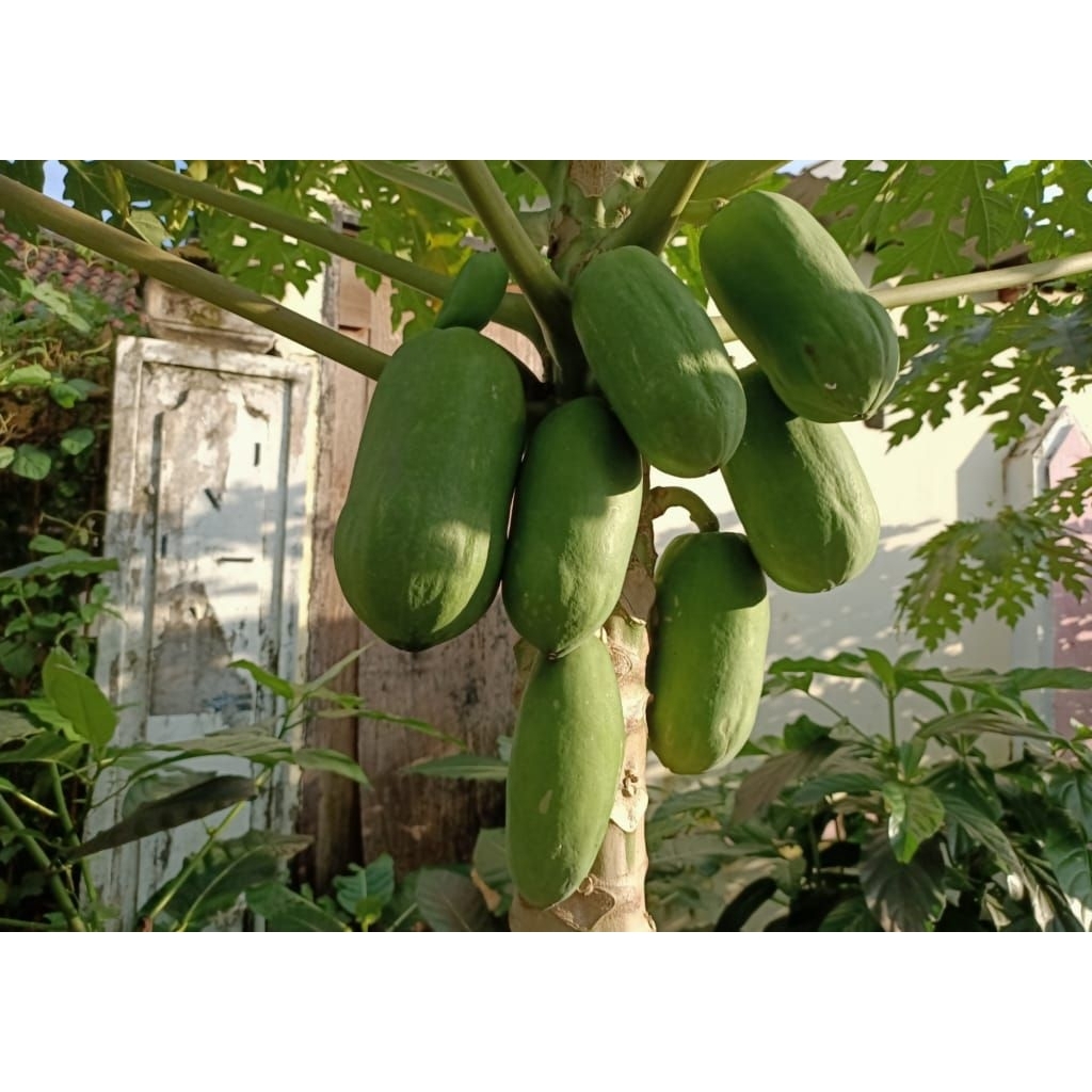 

PEPAYA MUDA/ GEDANG MUDA 1KG